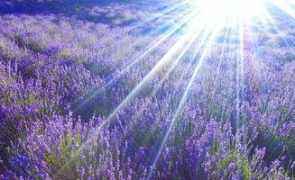 薰衣草福利手机在线观看,手机在线观看，浪漫瞬间尽收眼底